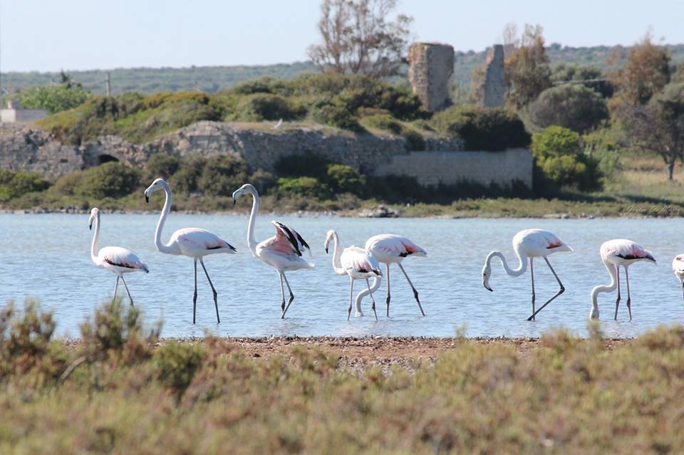 saline-dei-monaci